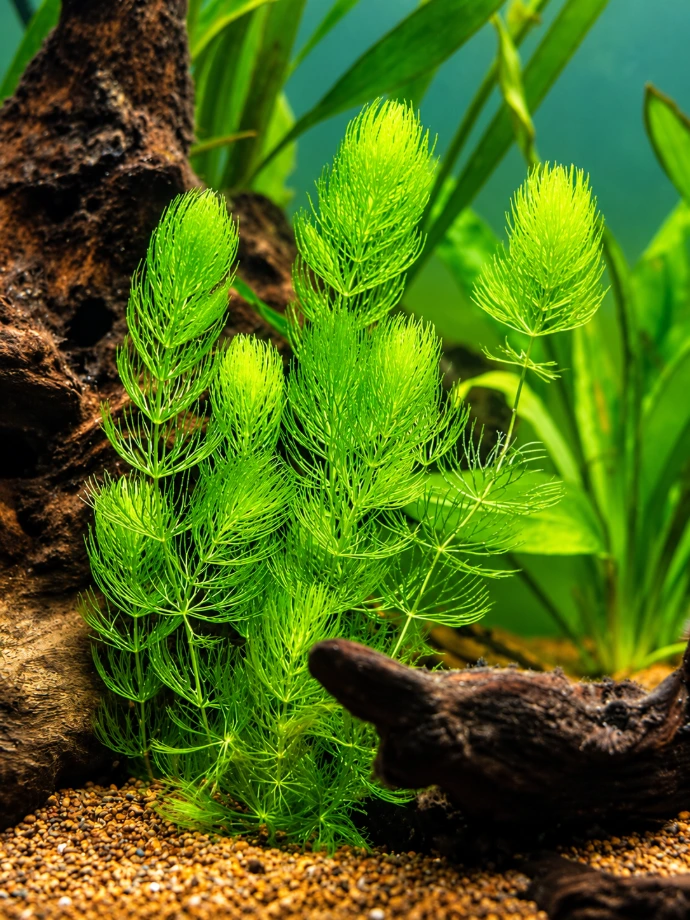 Foxtail Aquatic Plant