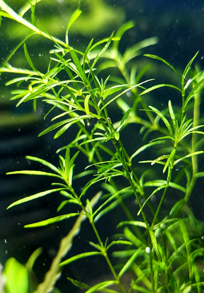 Guppy Grass