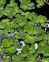 🍀☘️.webp