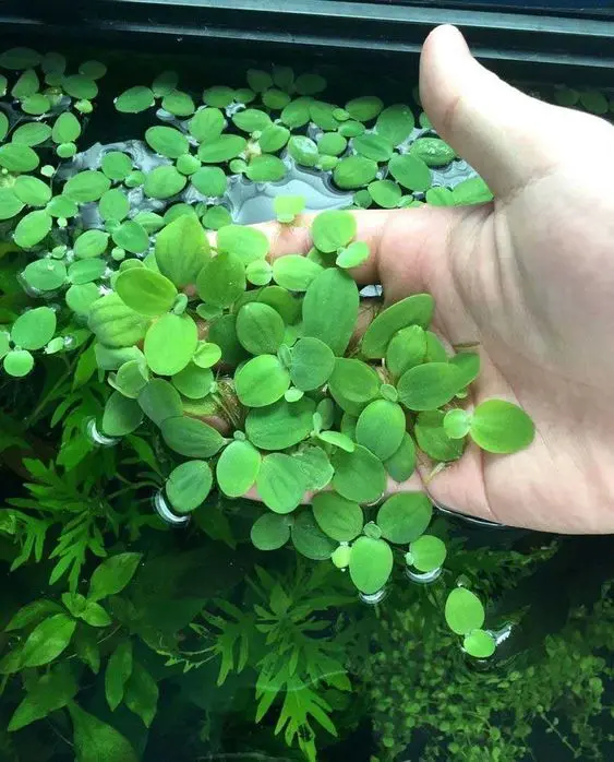 _Water Lettuce.webp