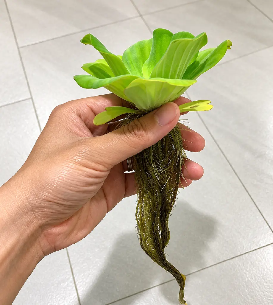 Hand-Held Water Lettuce with Trailing Roots.webp