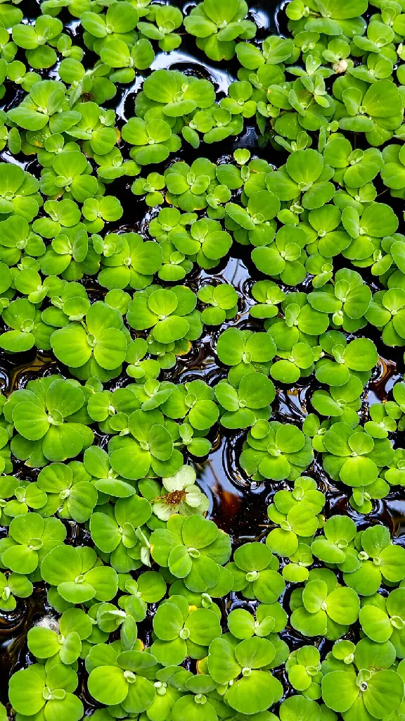 Vibrant Floating Greens on Dark Water.webp
