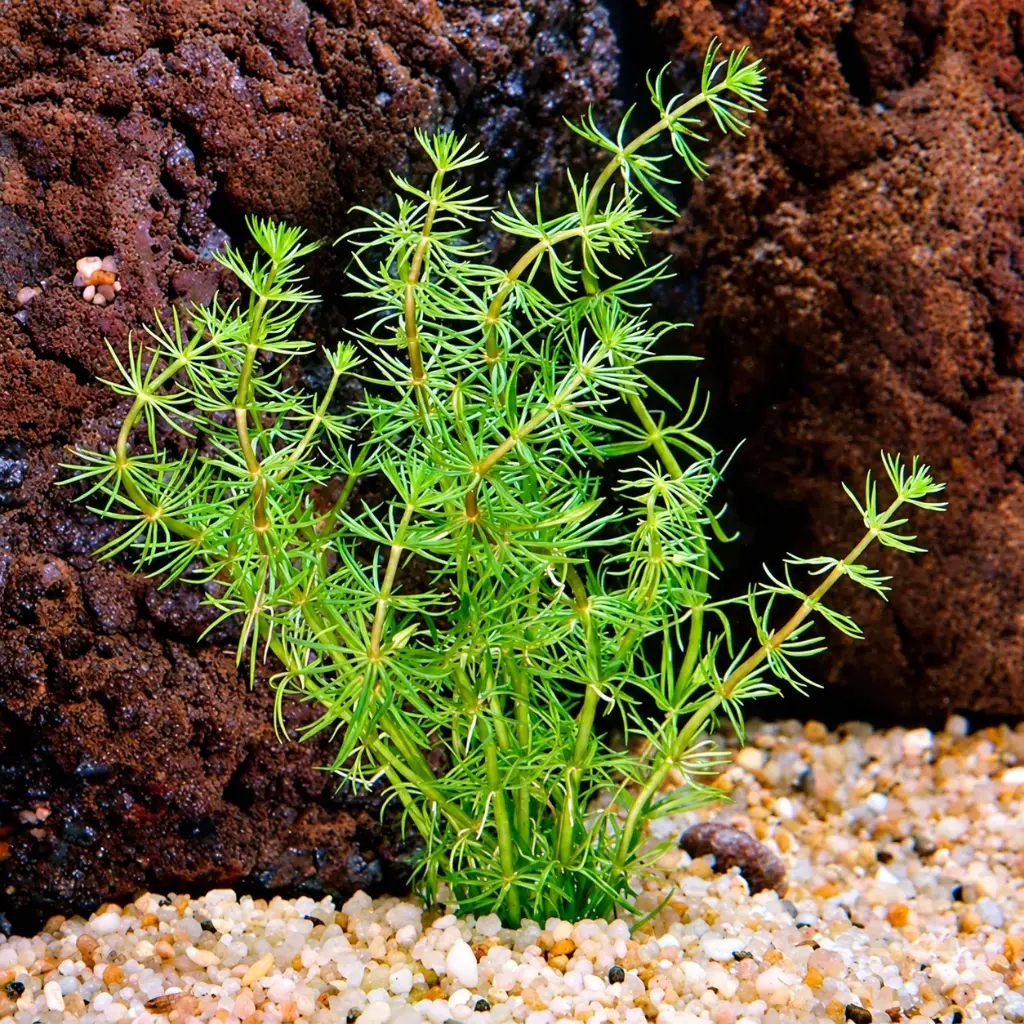 Hydrilla