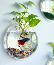 Wall-Mounted Betta Bowl with Pothos.webp