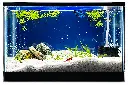 Vibrant Blue Aquarium with Betta and Shrimp.webp